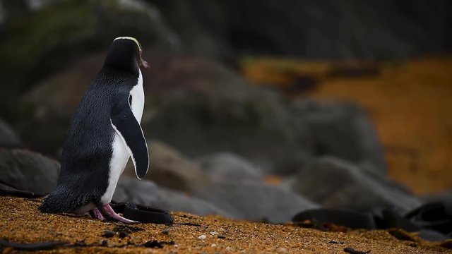 The yellow-eyed penguin turns his head around. Shevelev.