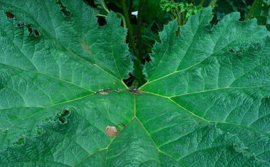 Huge Symmetrical Leaf