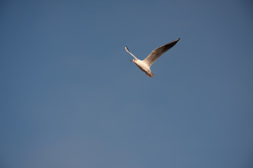 A seagull flying alone