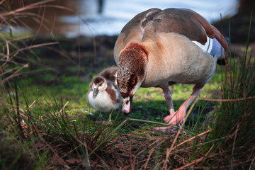 Duck and duckling 