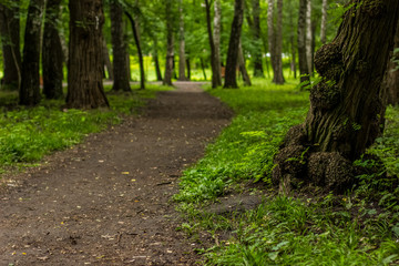 outdoor park nature space with empty ground trail in summer time colorful day and nobody