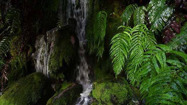 A view of a waterfall on a rock covered with moss and plants. Shevelev.