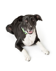 Black and White Crossbreed Dog Lying Down