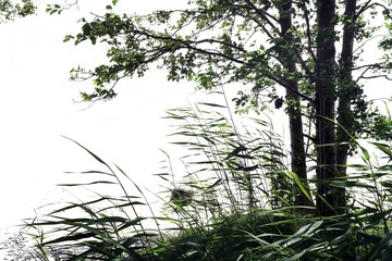 Isolate on the white background of the tree at the base of the grass reeds.