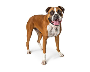 Boxer Crossbreed Dog Standing on White