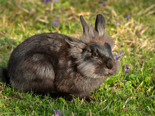 A young dwarf rabbit sitting in the grass