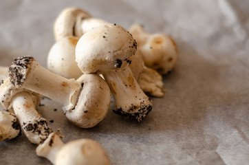 freshly harvested dirty mushrooms spread on paper, raw and healthy vegetables