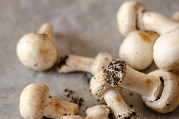 freshly harvested dirty mushrooms spread on paper, raw and healthy vegetables