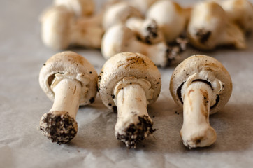 freshly harvested dirty mushrooms spread on paper, raw and healthy vegetables