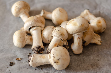 freshly harvested dirty mushrooms spread on paper, raw and healthy vegetables