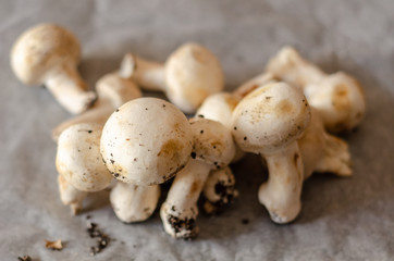 freshly harvested dirty mushrooms spread on paper, raw and healthy vegetables