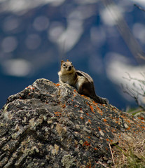 Ground Squirrel in wilderness