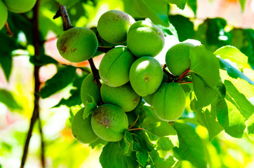 Green Spring Apricots on a tree