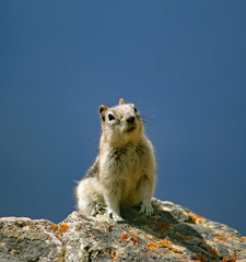 Ground Squirrel in wilderness