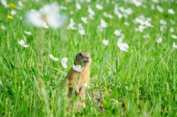 Naklejka na ściany i meble gopher on saturated green meadow with white flowers