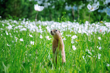 gopher on saturated green meadow with white flowers