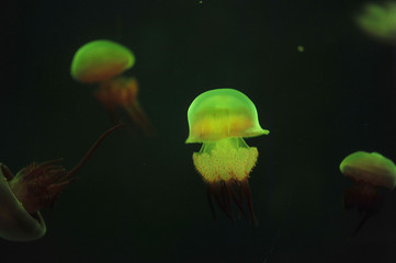 jellyfish