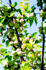 Spring Green Apricots on a Tree