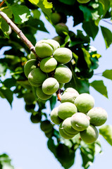 Spring Green Apricots on a Tree