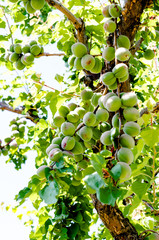 Spring Green Apricots on a Tree