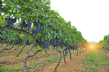 Fototapeta na wymiar Ripe grapes in his vineyard