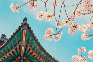 Korean traditional wooden eaves with cherry blossoms - obrazy, fototapety, plakaty