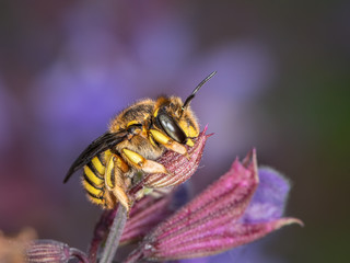 European wool carder bee sitting on a purple flower