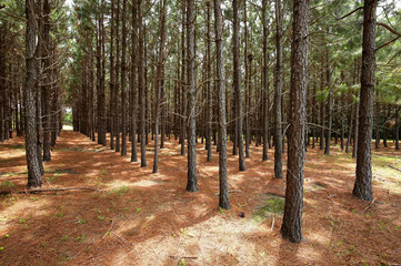A grove of pine trees planted in a straight line so they grow straighter and taller as a result of direct competition for light. - Powered by Adobe