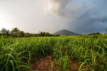 landscape sugar farm field with thunder storm and mountain
