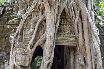 Ancient stone ruin of Banteay Kdei temple, Angkor Wat, Cambodia. Ancient temple in old tree roots.