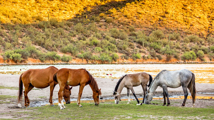 Four Wild Horses Grazing Along Arizona River