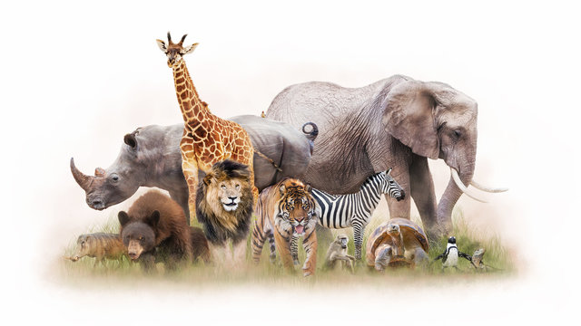 Fototapeta Group of Zoo Animals Together Isolated