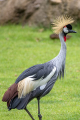Fototapeta premium crane 13