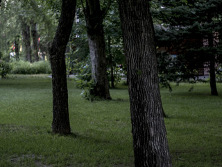 through the trees in the dark moody forest with lawn grass