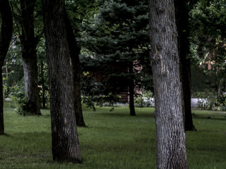 through the trees in the dark moody forest with lawn grass