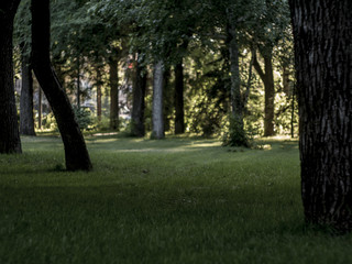 panorama view in dark forest under the trees with green grass