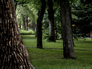 panorama view in dark forest under the trees with green grass