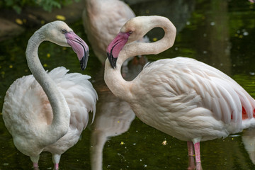 Flamingo 3