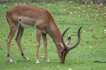 Gazelle