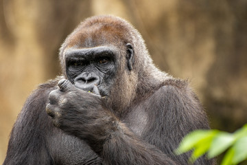 Obraz premium gorilla family