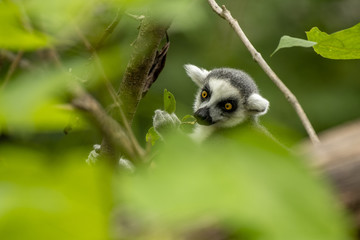 lemur 24