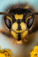 Common Wasp, Wasp, Vespula vulgaris