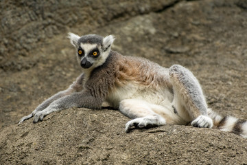 Naklejka premium lemur 17
