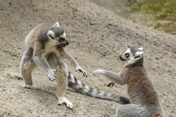 lemur 7 © Rufus