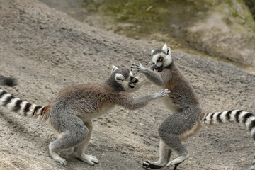 Fototapeta premium lemur 6