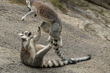 lemur 5 © Rufus