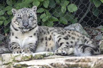 snow leopard 7