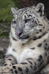 Obraz premium snow leopard 6