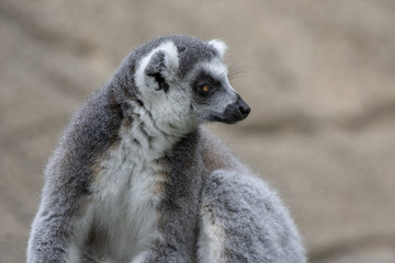 lemur 1