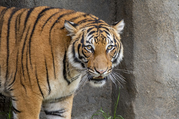 tiger 3